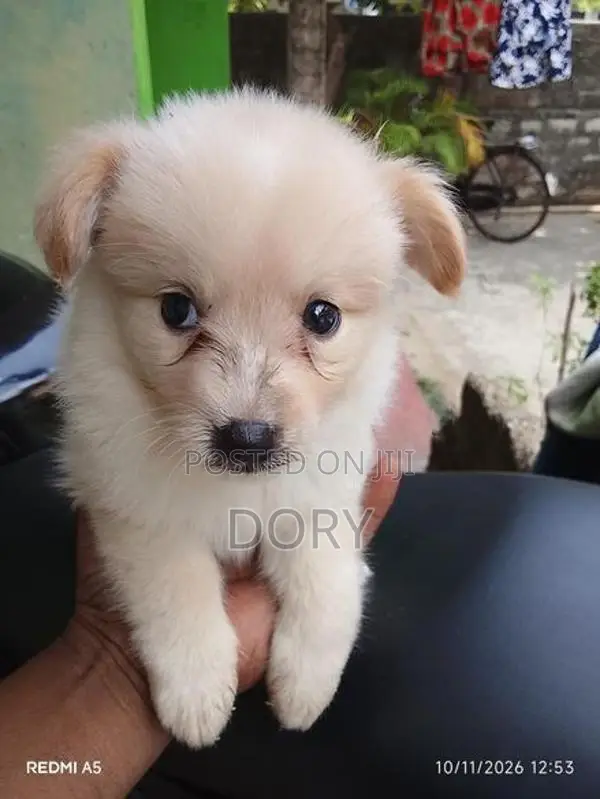 Lion Pomeranian