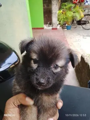 Lion Pomeranian