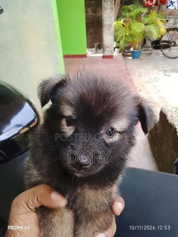 Lion Pomeranian