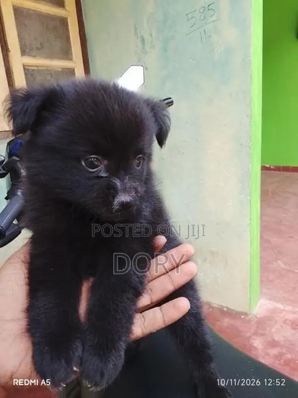 Lion Pomeranian