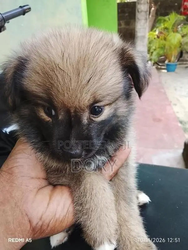 Lion Pomeranian
