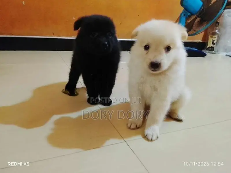 Lion Pomeranian