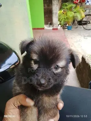 Lion Pomeranian