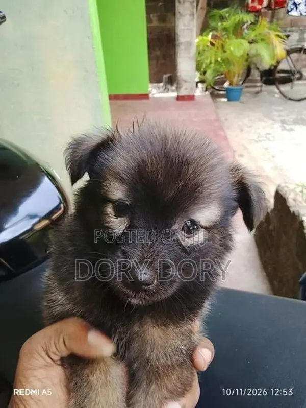 Lion Pomeranian