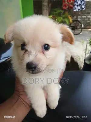 Lion Pomeranian