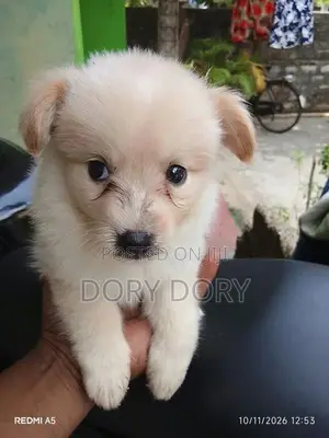 Lion Pomeranian