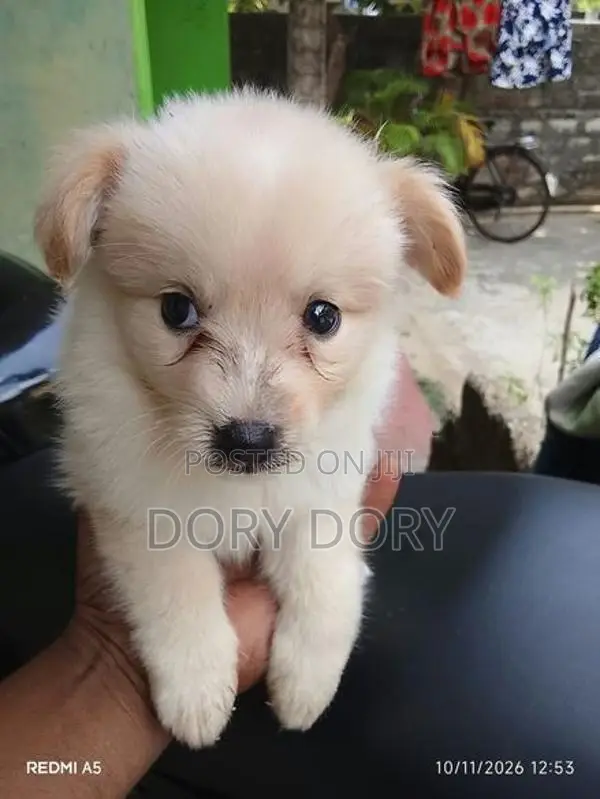 Lion Pomeranian