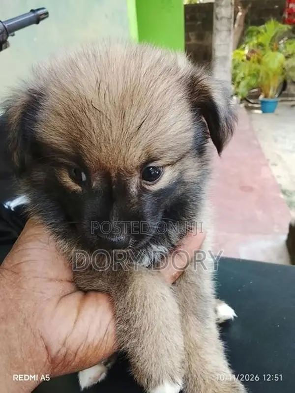 Lion Pomeranian