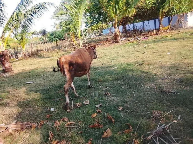 Farm Cow