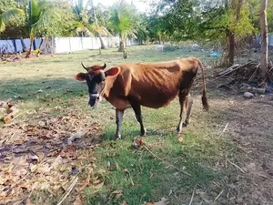Farm Cow