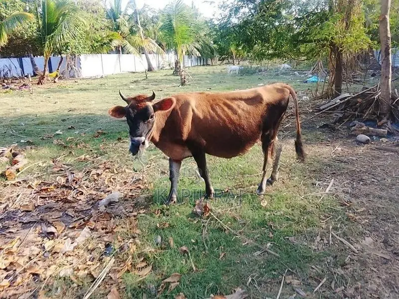 Farm Cow