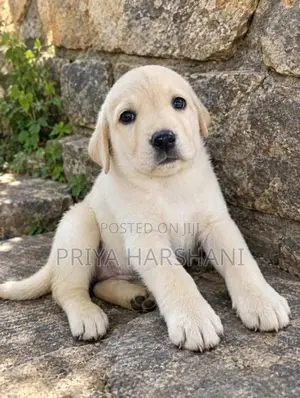 Labrador Puppies
