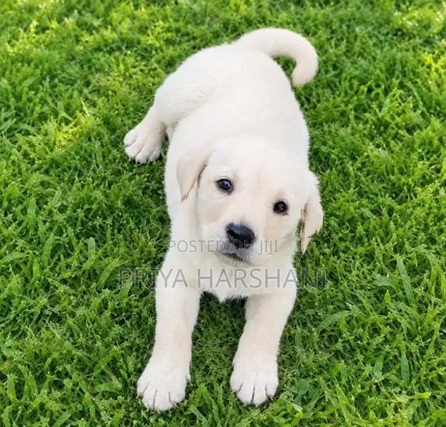 Labrador Puppies