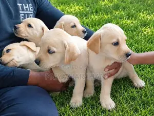 Labrador Puppies