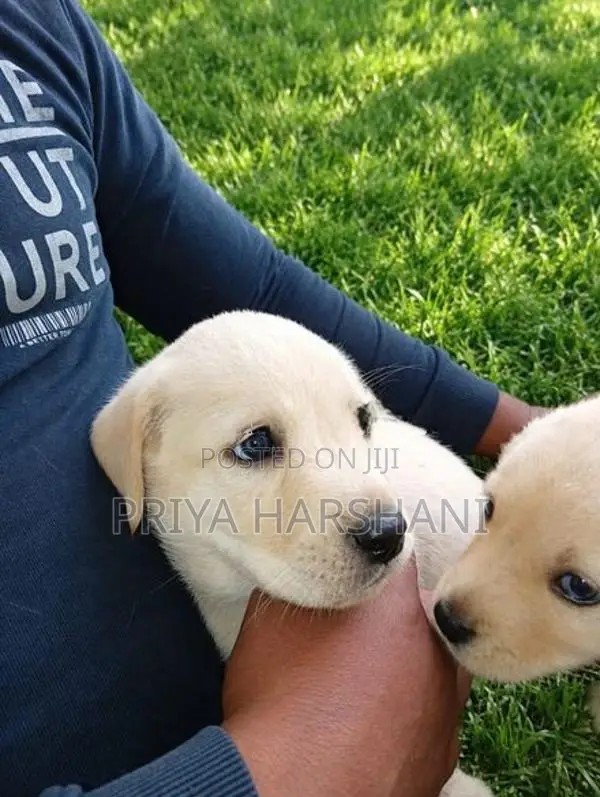 Labrador Puppies