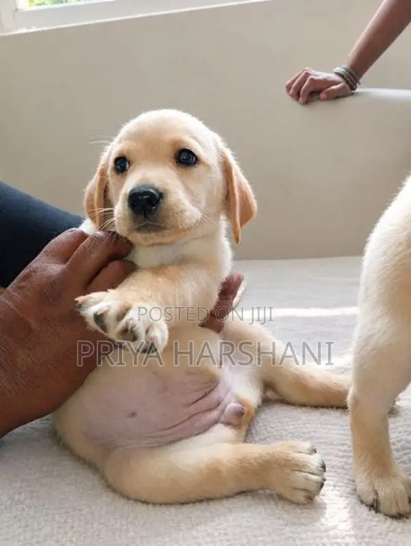 Labrador Puppies
