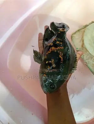 Oscar