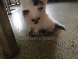 Himalayan Persian Cat