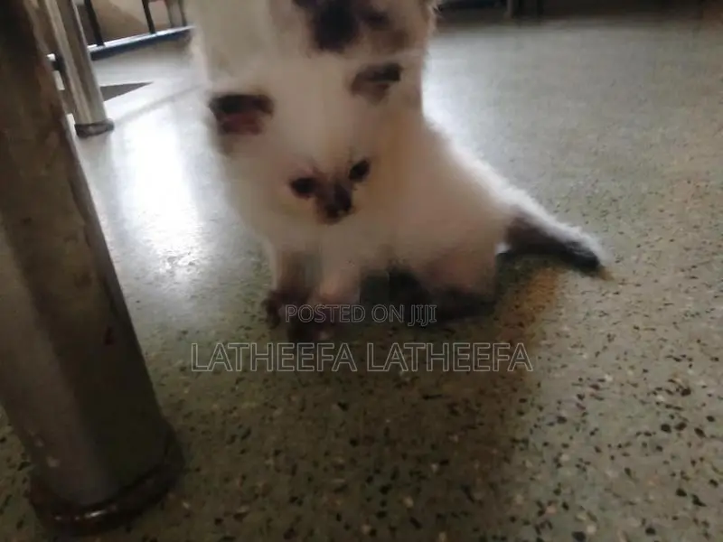 Himalayan Persian Cat