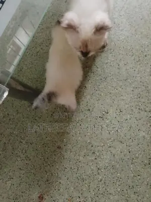 Himalayan Persian Cat