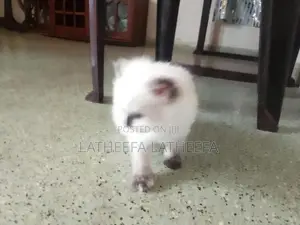 Himalayan Persian Cat
