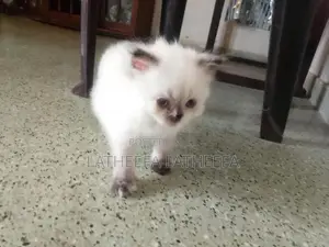 Himalayan Persian Cat