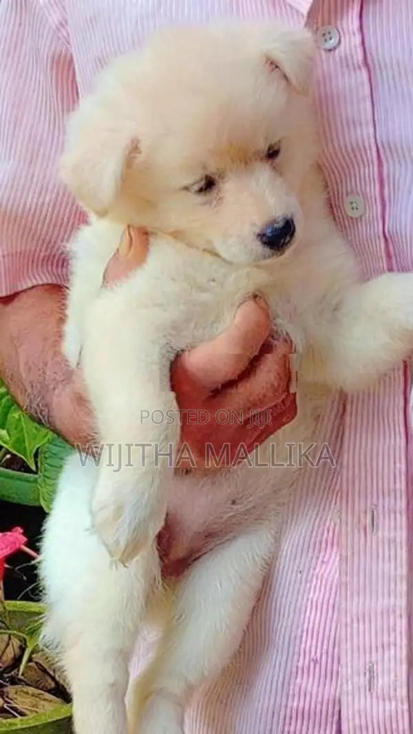 Lion Pomeranian Puppies