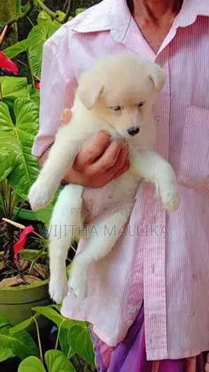Lion Pomeranian Puppies