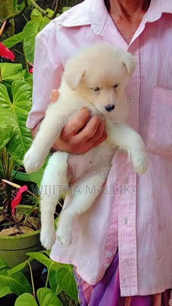 Lion Pomeranian Puppies
