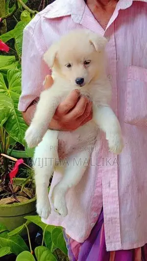 Lion Pomeranian Puppies