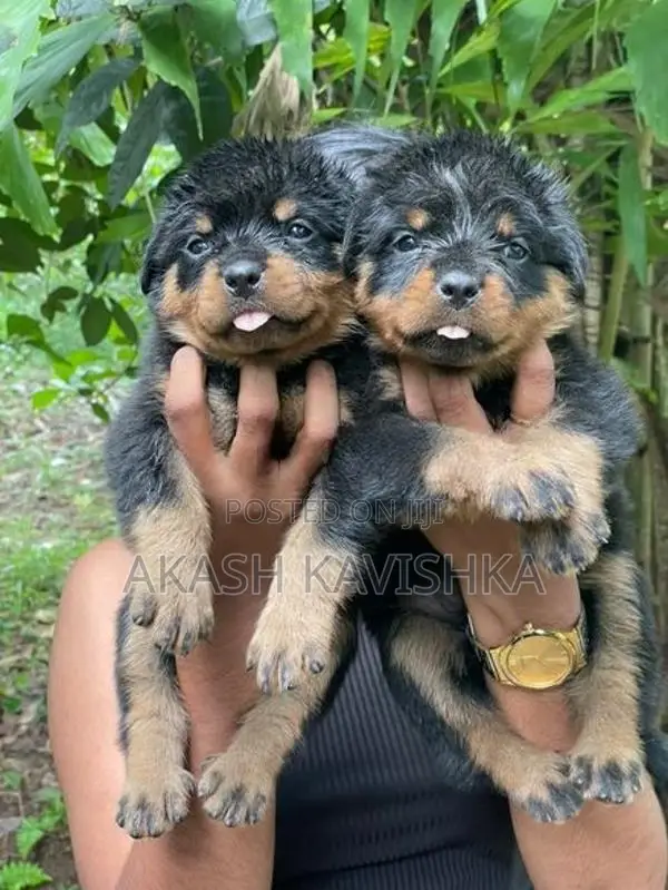 Rottweiler Puppies