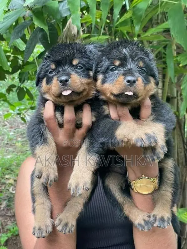 Rottweiler Puppies