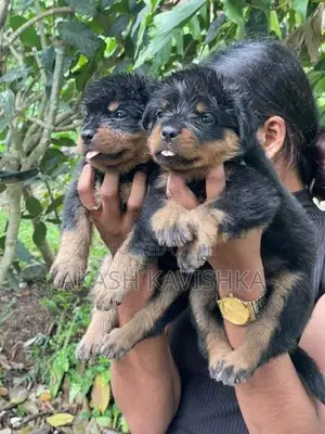 Rottweiler Puppies