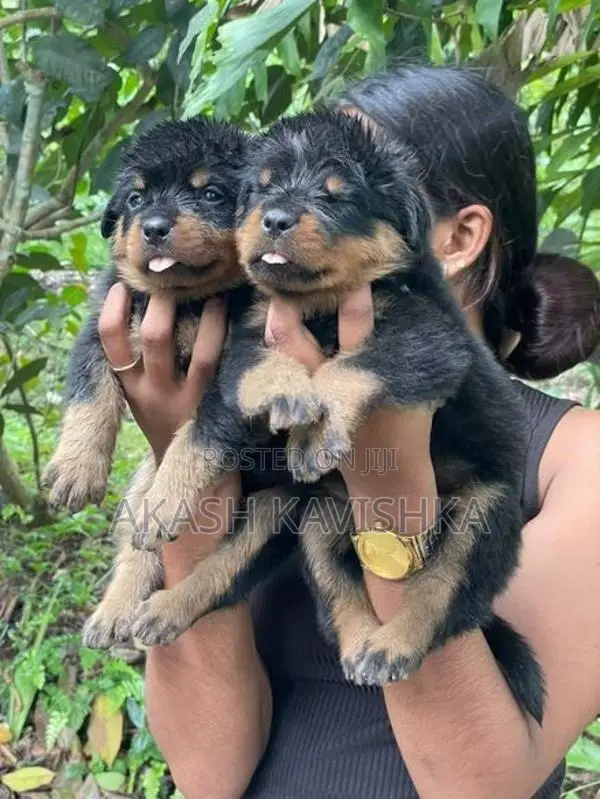Rottweiler Puppies
