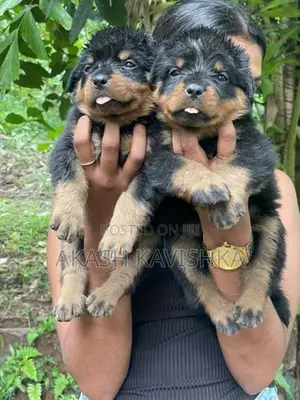 Rottweiler Puppies