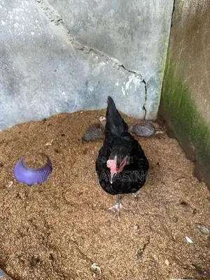 ගිනි කුකුලන්
