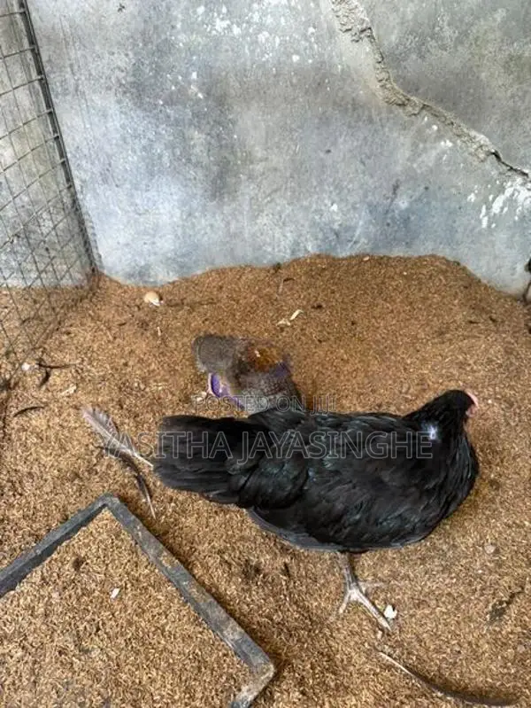 ගිනි කුකුලන්