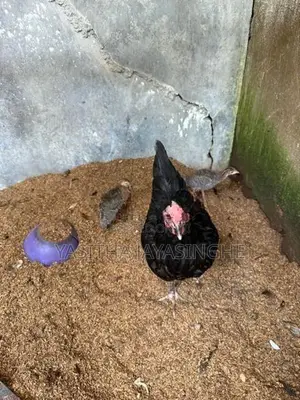 ගිනි කුකුලන්