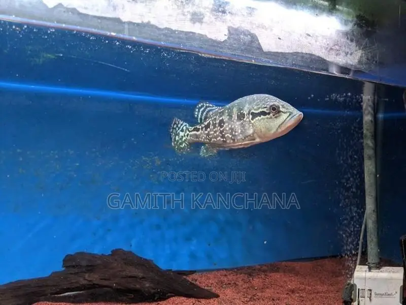 Royal Silk Peacock Bass