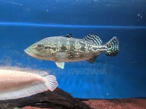 Royal Silk Peacock Bass