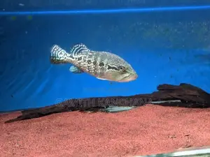 Royal Silk Peacock Bass