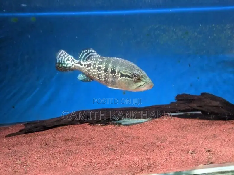 Royal Silk Peacock Bass