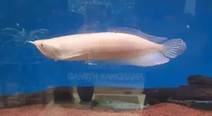 Albino Arowana