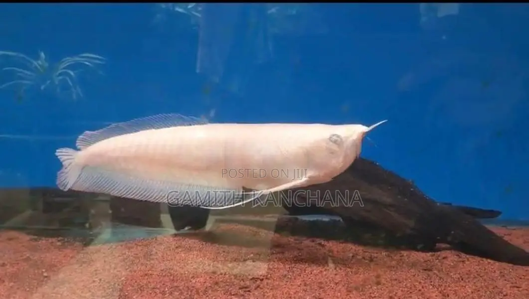 Albino Arowana