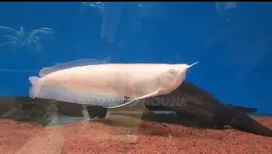 Albino Arowana