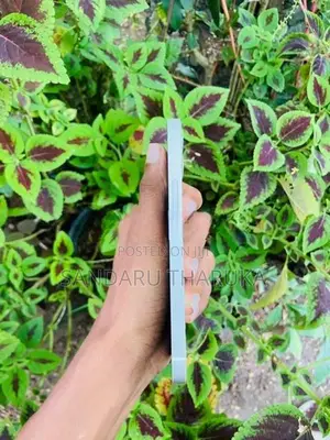 Apple iPhone 12 (Used)