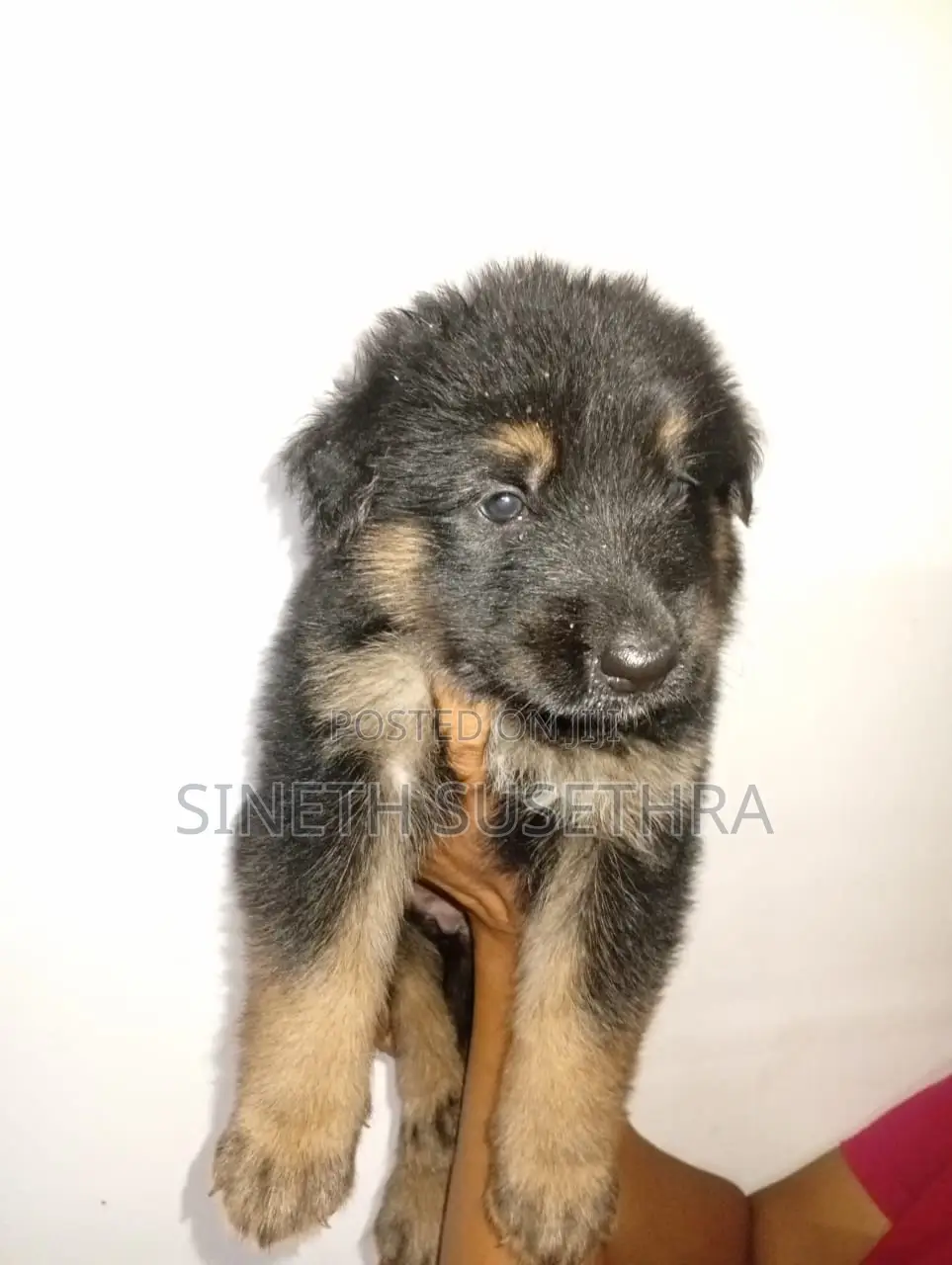 0-1 month Female Purebred German Shepherd