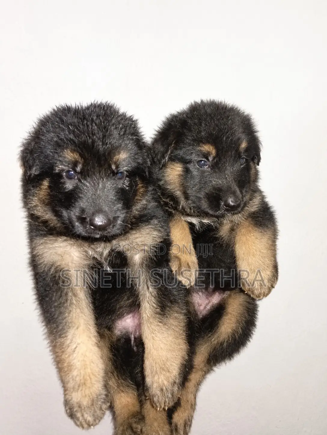 0-1 month Female Purebred German Shepherd