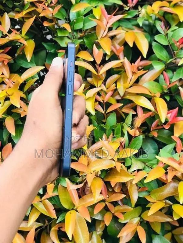 Apple iPhone 12 (Used)