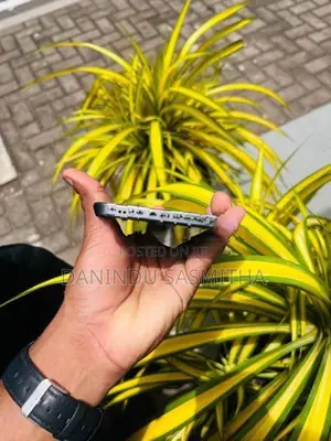 Vivo V70 FE S50 (Used)